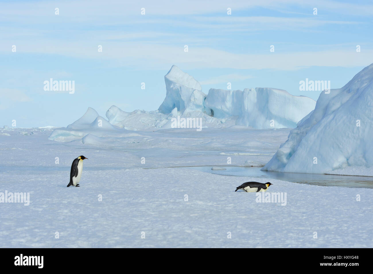 Two Emperor Penguins on the snow Stock Photo