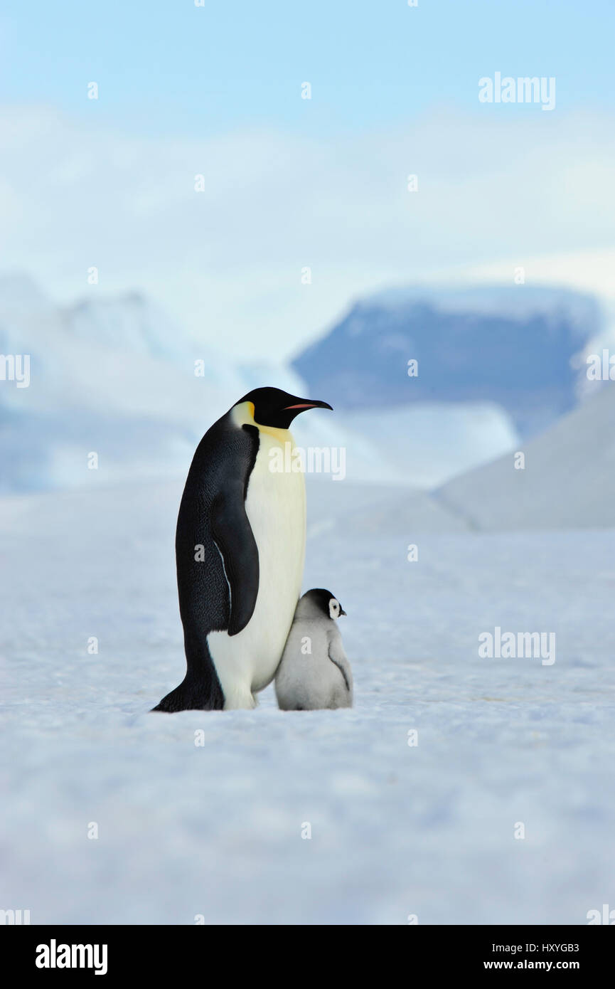 Emperor Penguins with chick Stock Photo