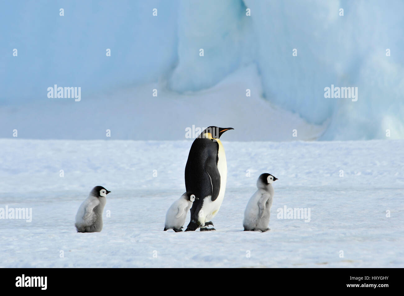 Emperor Penguins with chick Stock Photo