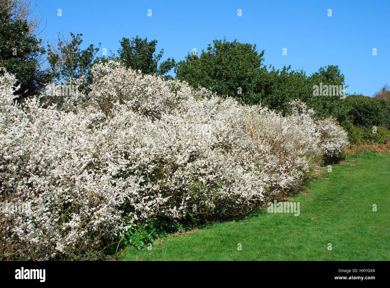 White blossom on a Hawthorn hedge in the East Hill country park at