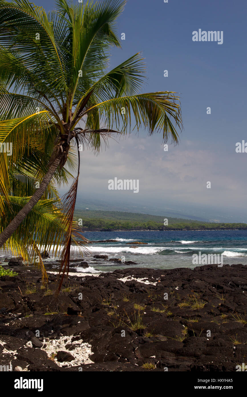 Palm trees at the beach at the Puuhonua O Honaunau Park on Big Island, Hawaii, USA. Stock Photo