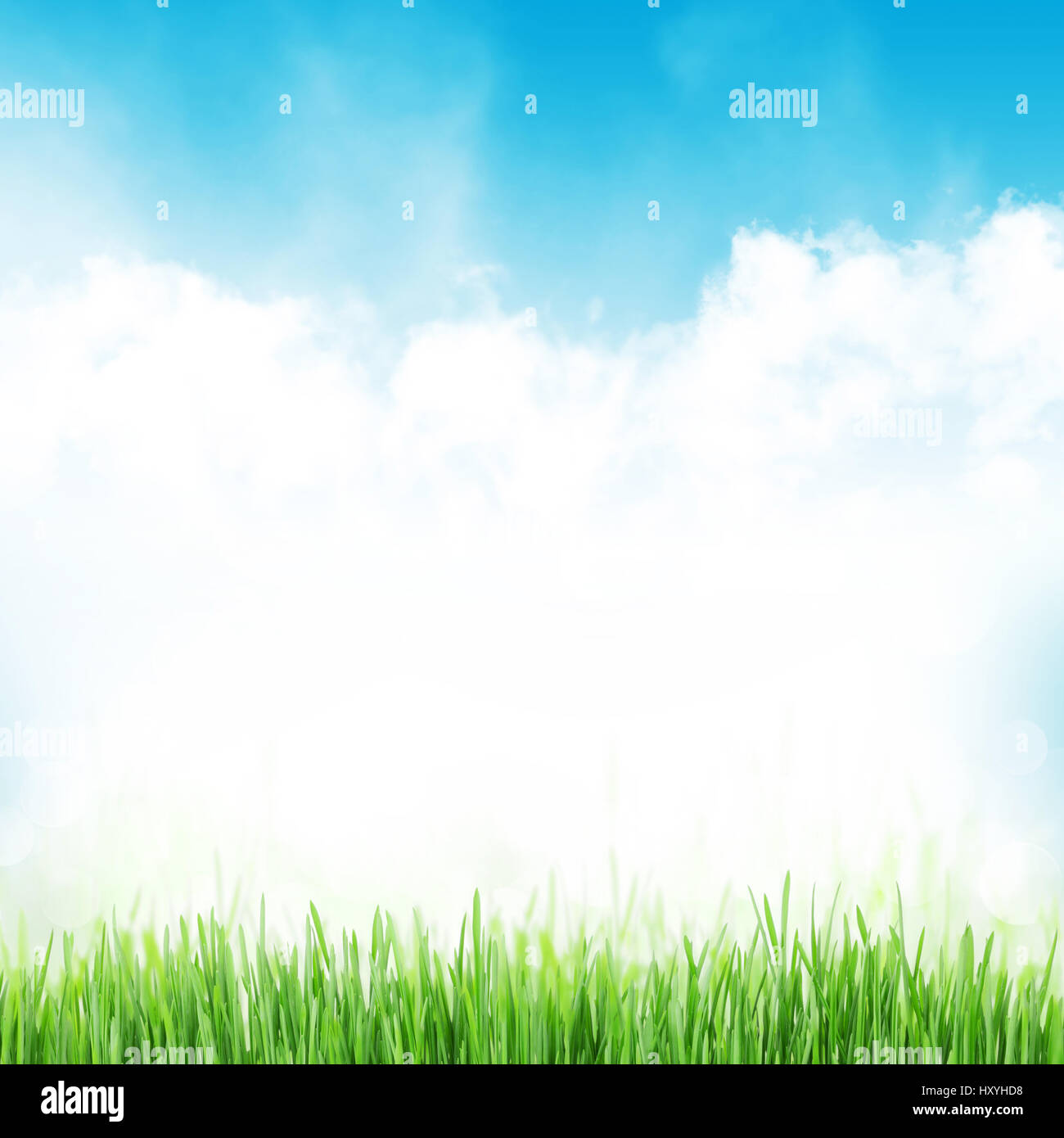 Abstract sunny spring background with grass and chamomile flowers Stock ...
