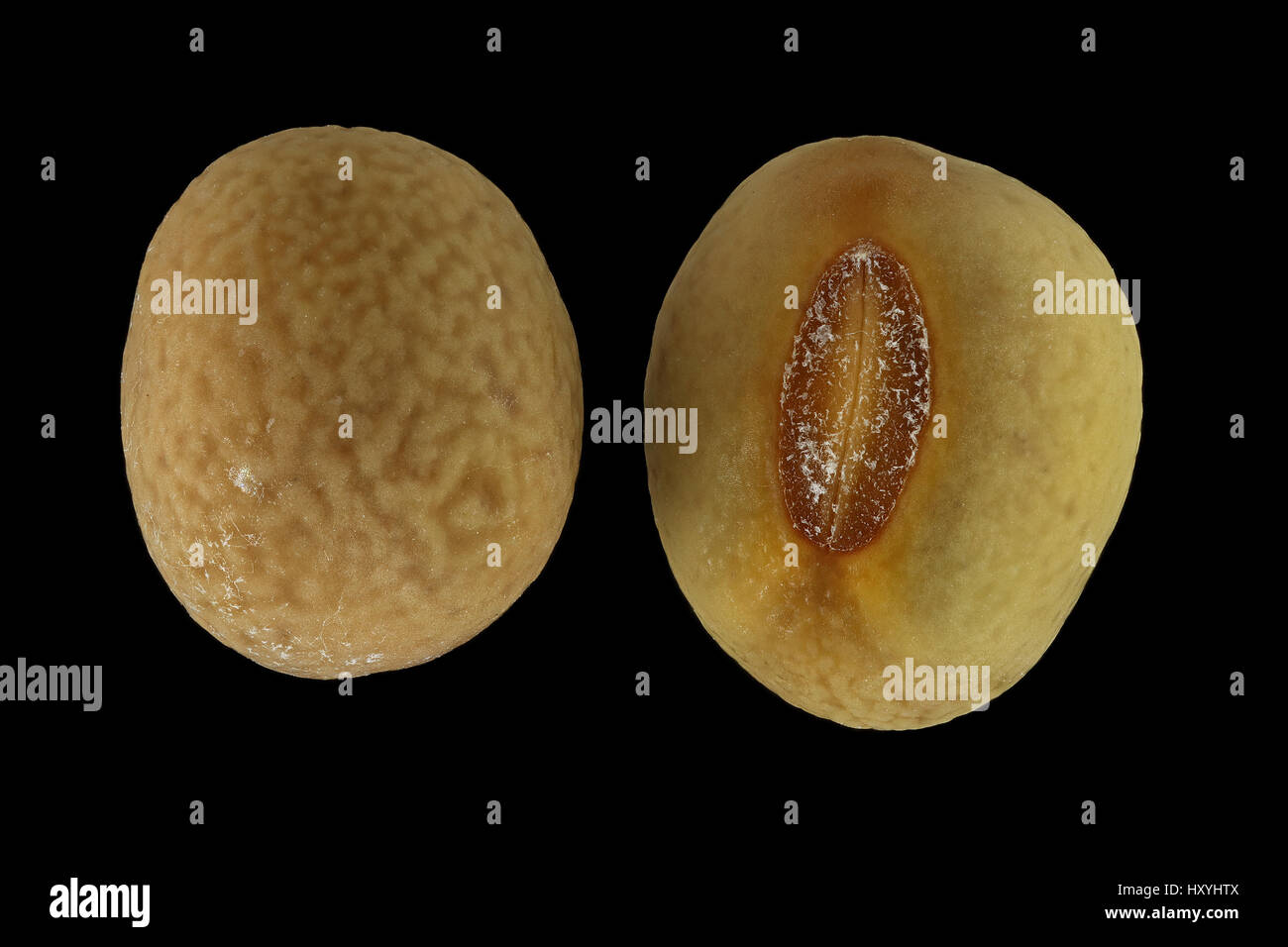 Lathyrus tuberosus, Tuberous vetchling, Knollige Platterbse, seeds, close up, seed size 3-5 mm Stock Photo