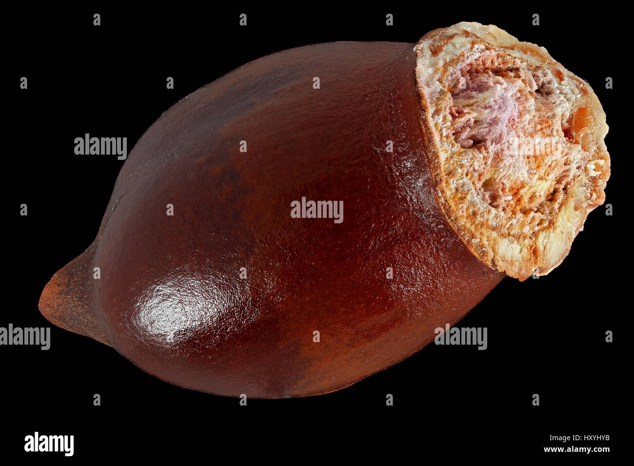Litchi chinensis, Lychee, Litchi, seed, close up, seed size 15-20 mm Stock Photo