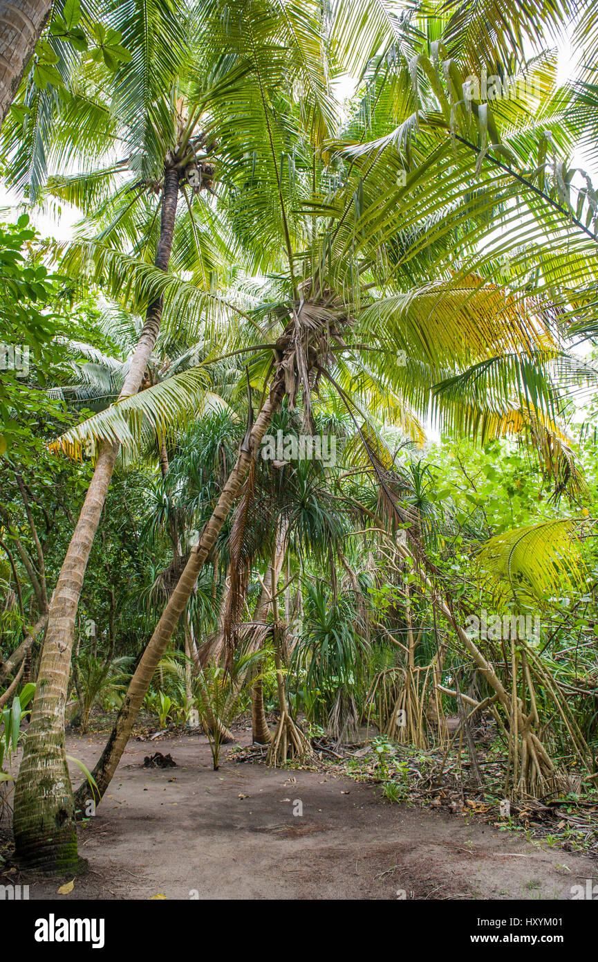 Palm leaves.Tropical Forest on the island in indian ocean.Beautiful ...