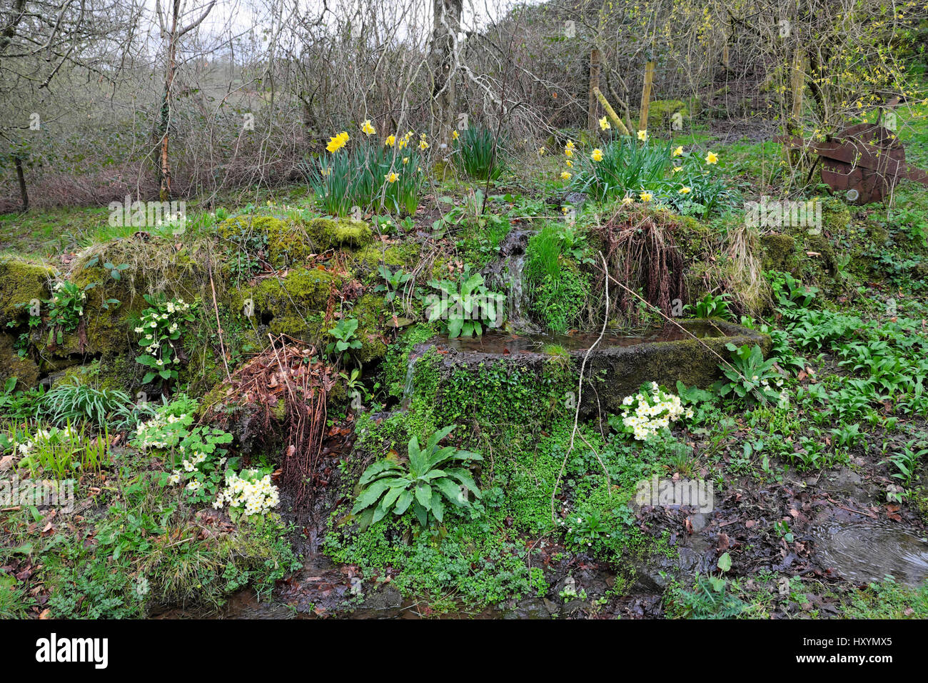 Rock garden in spring with water trough, ferns, polyanthus, daffodils in  Carmarthenshire Wales UK  KATHY DEWITT Stock Photo