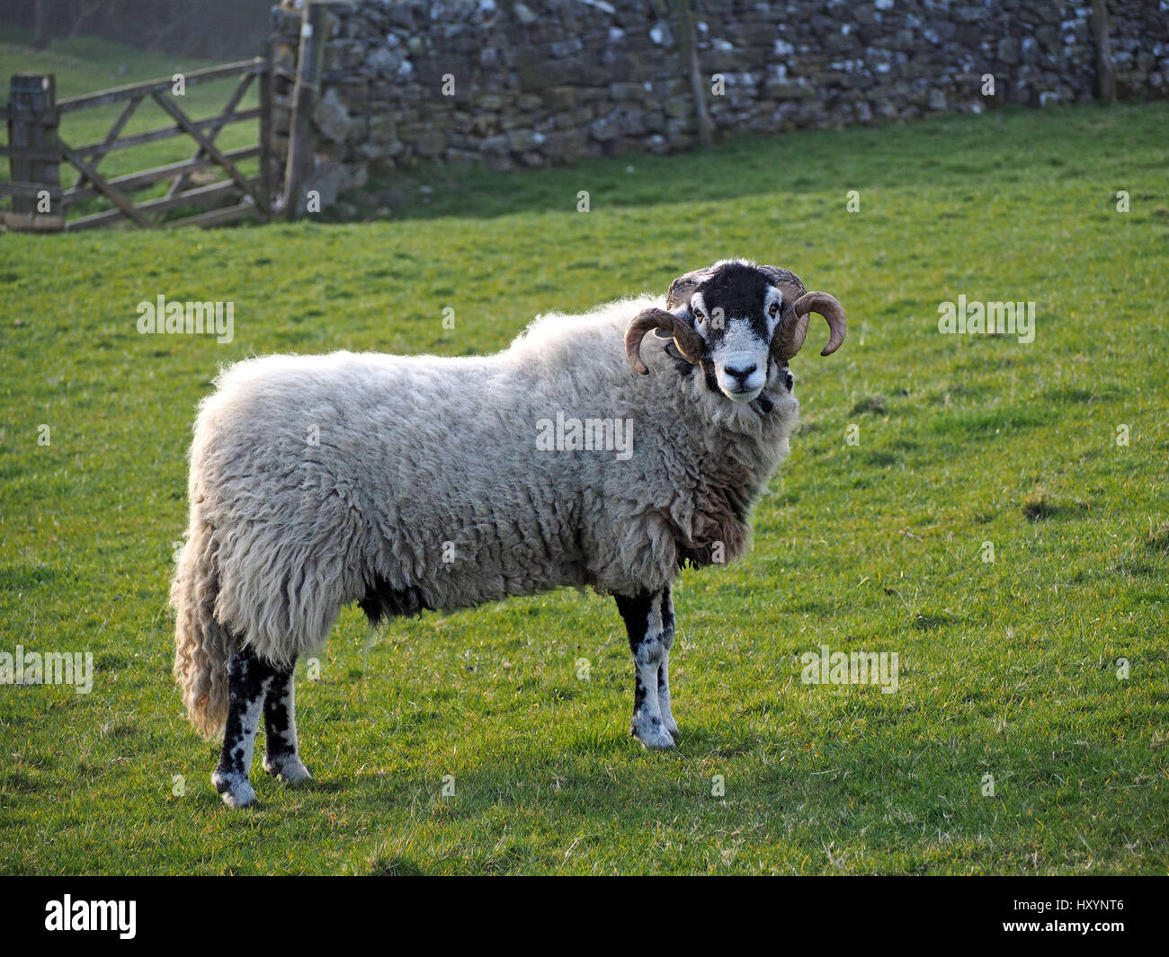 Swaledale ram or tup with large curly horns on farm in Cumbria with dry stone wall and gate in background Stock Photo