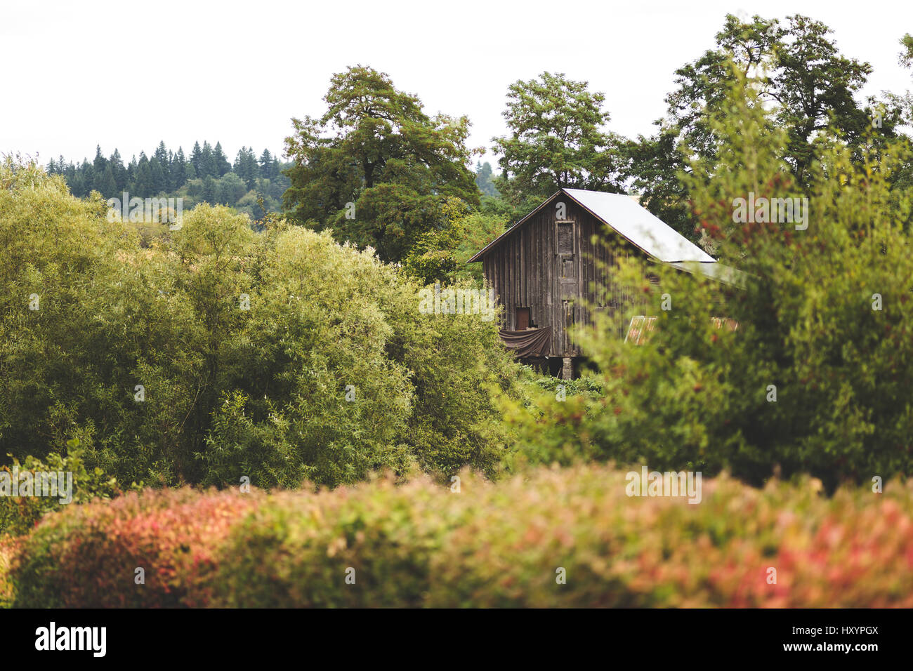 Wooden farm building in a lush forest setting in Lake Oswego, Oregon, USA. Stock Photo