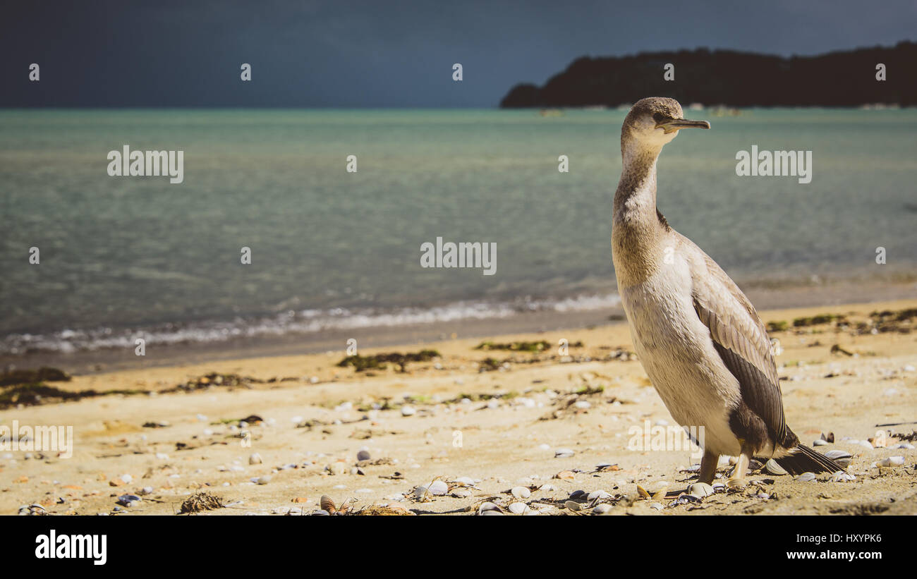 Shag / Cormorant on Abel Tasman beach, New Zealand Stock Photo
