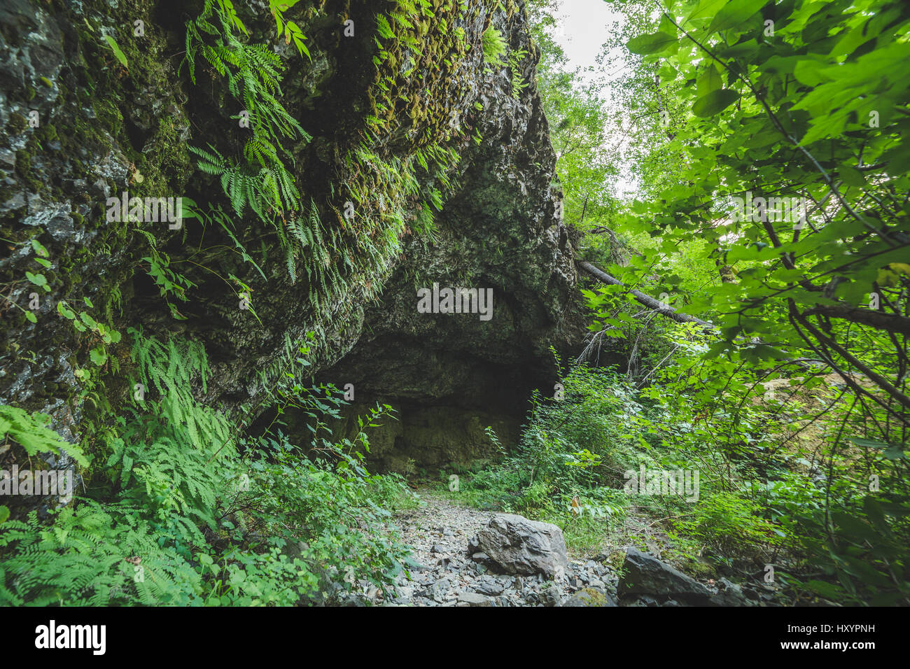 Entrance to a large cave in the forest near Washougal, Washington, USA. Stock Photo