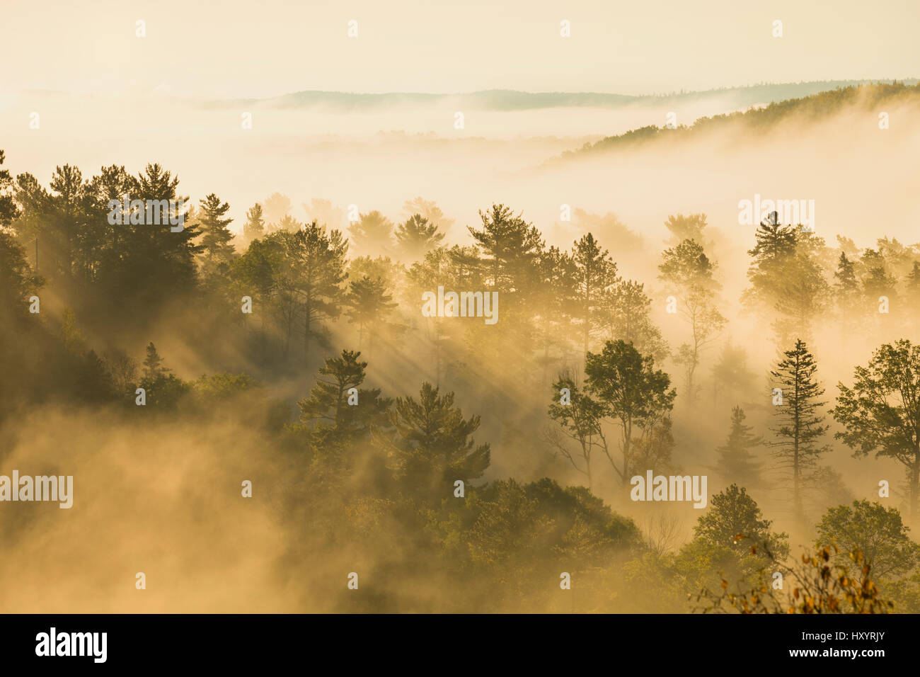 Hillside with pines and aspens in early morning mist and light Stock Photo