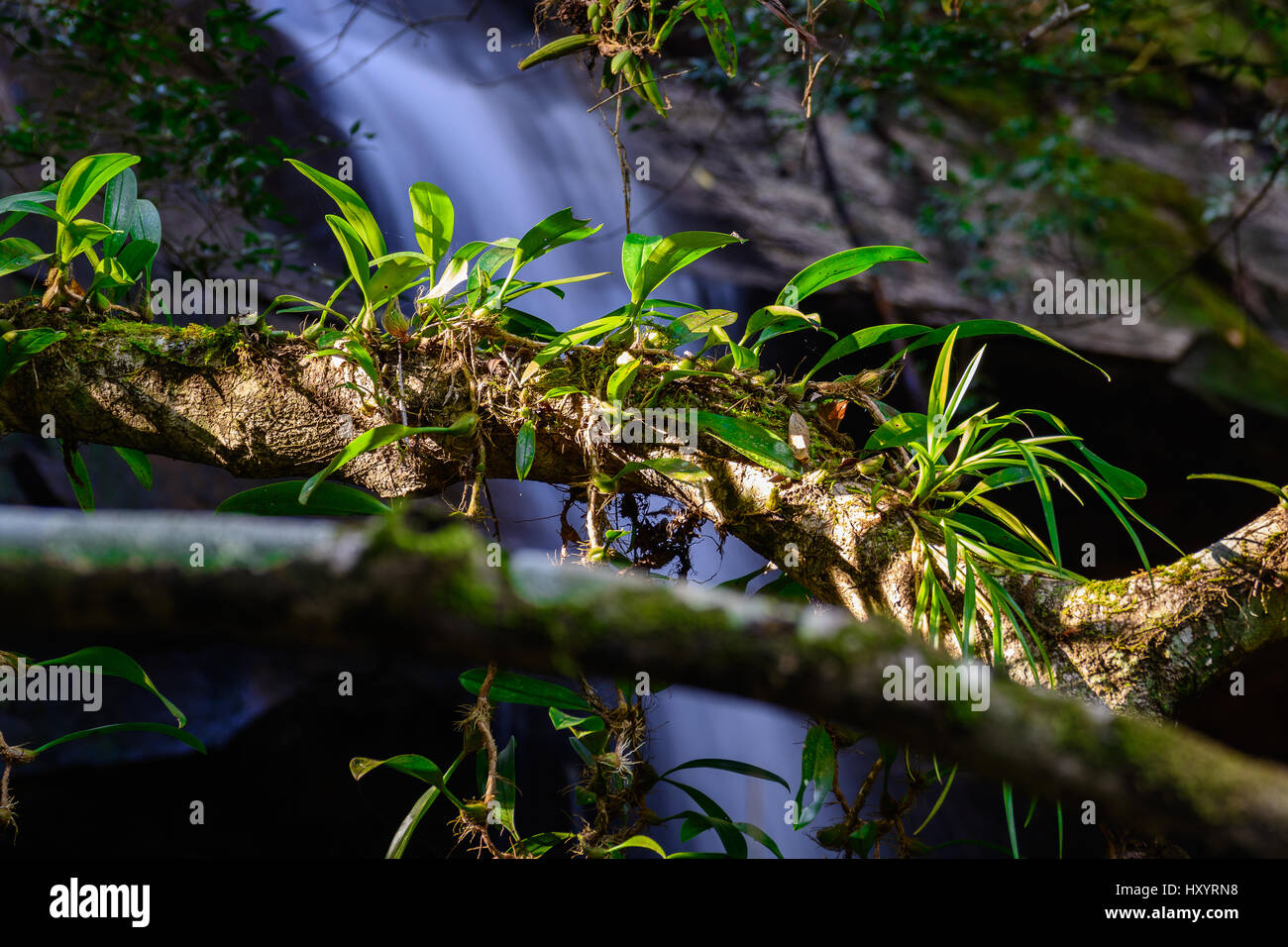 Epiphytic orchids Depending on the branch near waterfall. Stock Photo