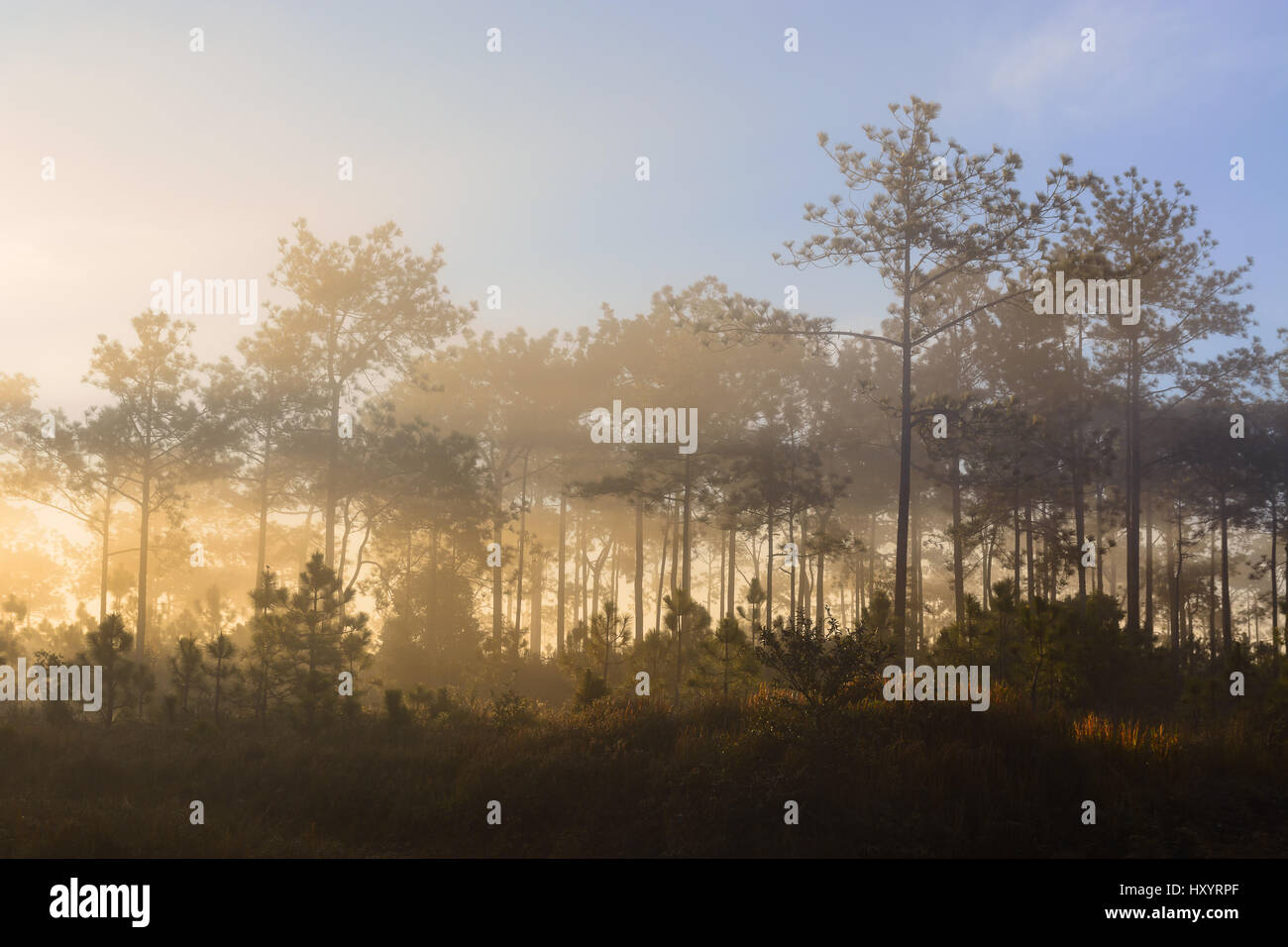 Pine forest in winter morning fog Stock Photo - Alamy