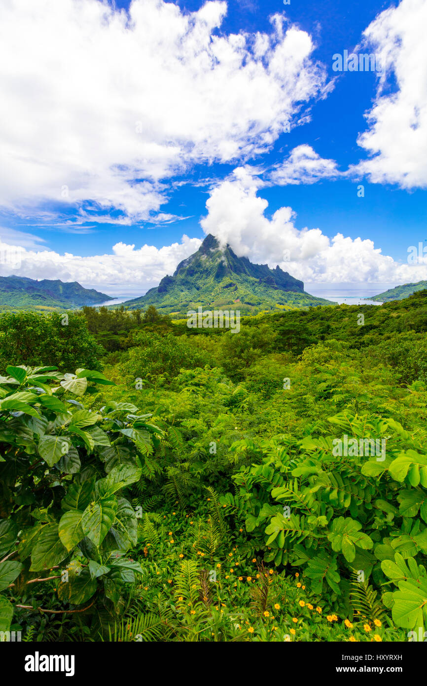Belvedere Lookout, Cook's Bay, Opunohu Bay, Moorea, French Polynesia ...