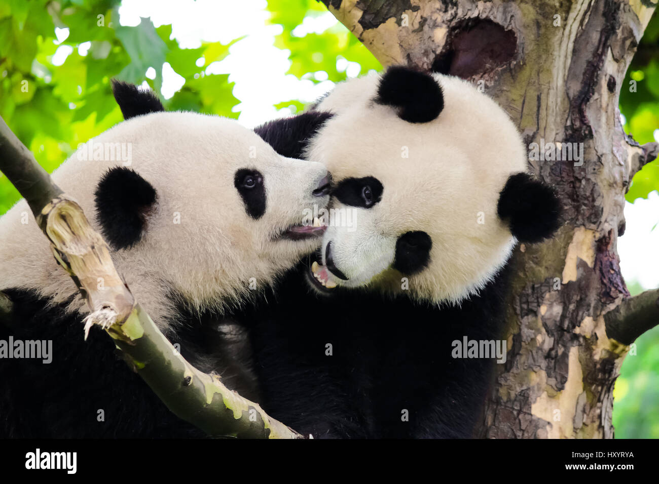 Where To See Pandas Hi Res Stock Photography And Images Alamy Where To See Pandas Hi Res Stock Photography And Images Alamy