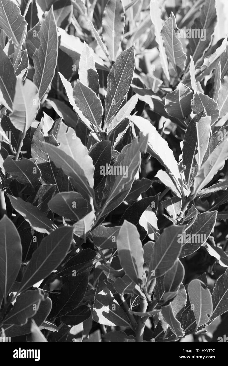 Image of green bay tree leaves / shoots (laurel / laurus nobilis), vertical view black and white image Stock Photo