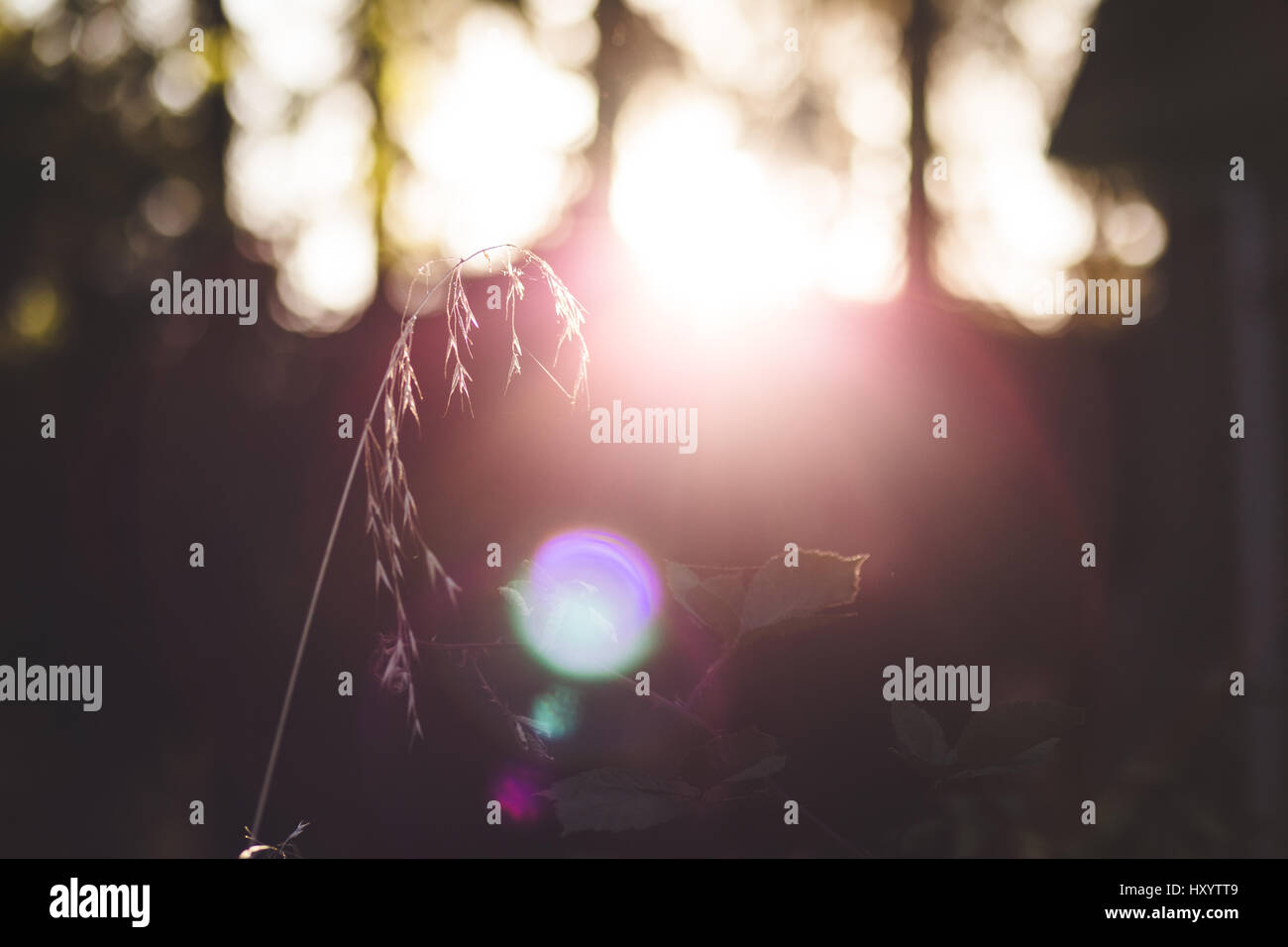 Grass stalk in early morning sunlight. Outdoor morning setting. Stock Photo