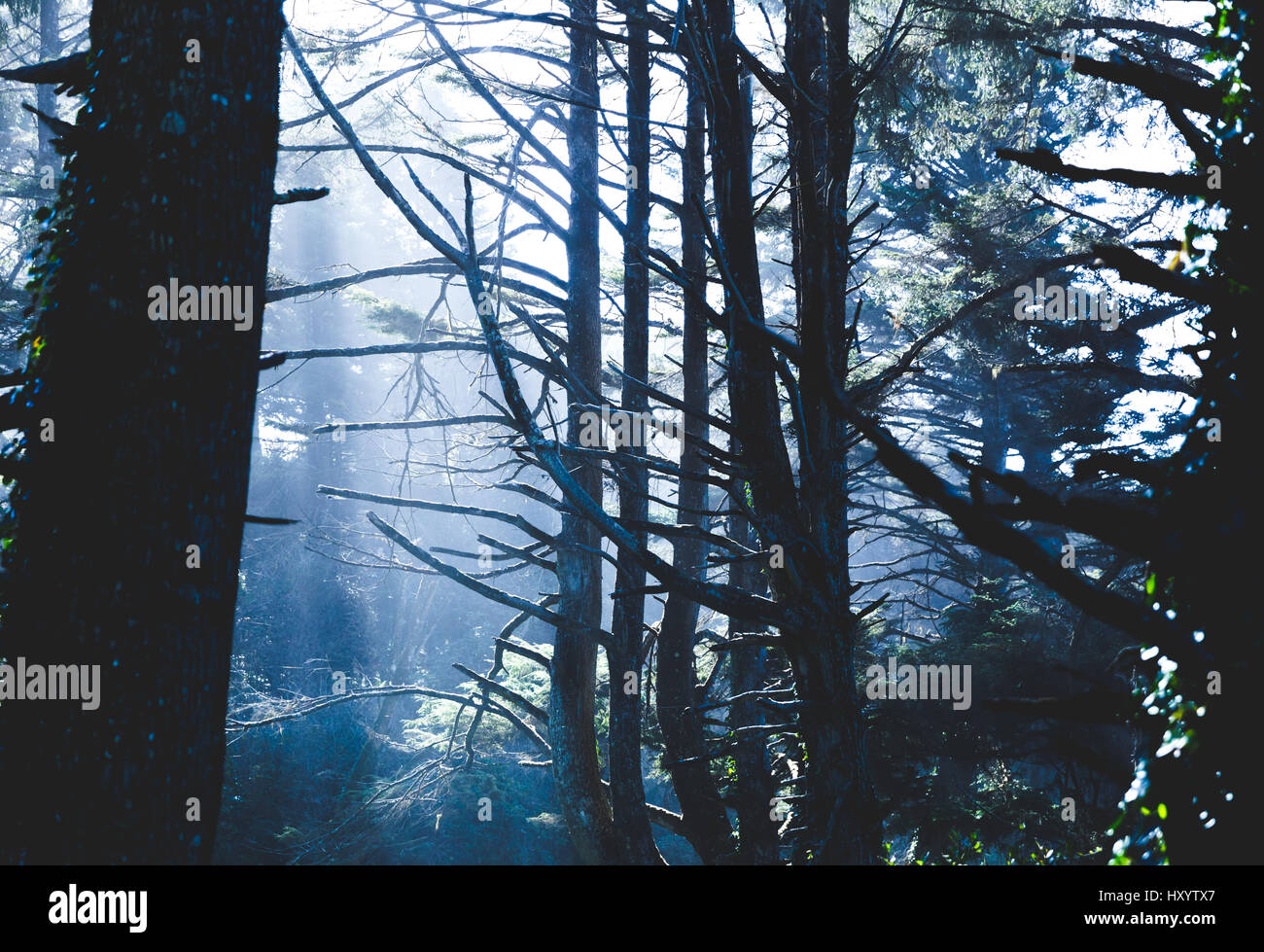 Hazy light in a lush forest near the Pacific coast. Newport, Oregon, USA. Stock Photo