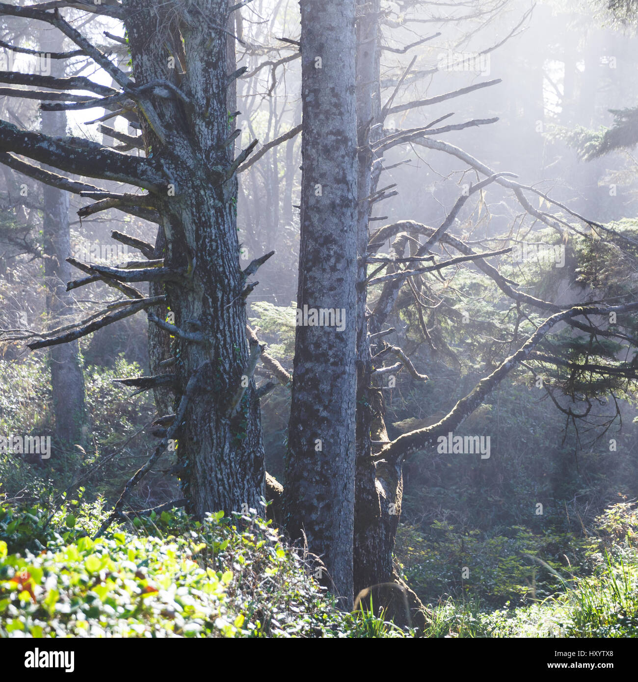 Hazy light in a forest near the Pacific Coast. Newport, Oregon, USA. Stock Photo