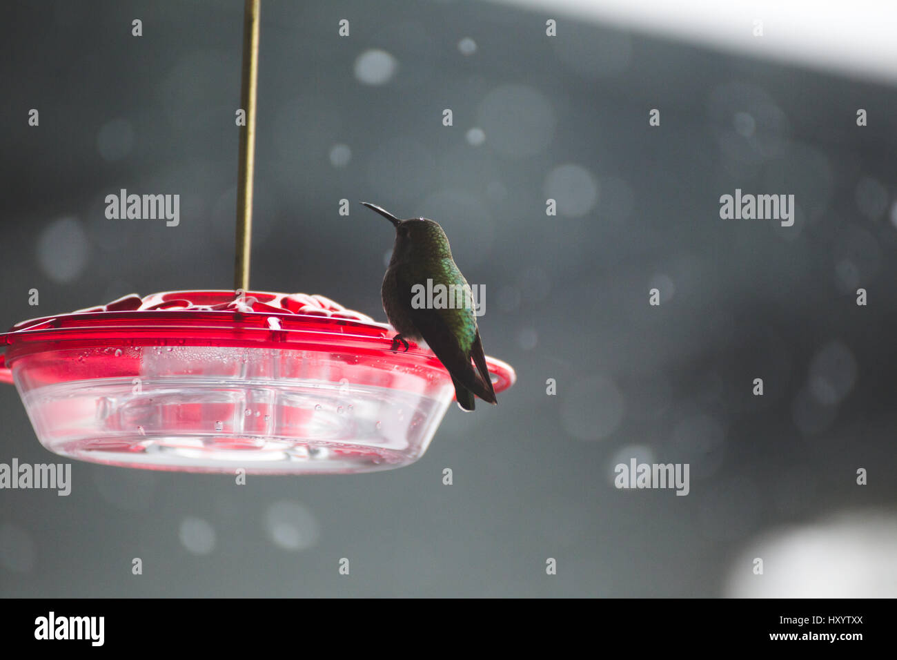 Plastic Bird Feeder With Red Top In Gray Rainy Weather Stock
