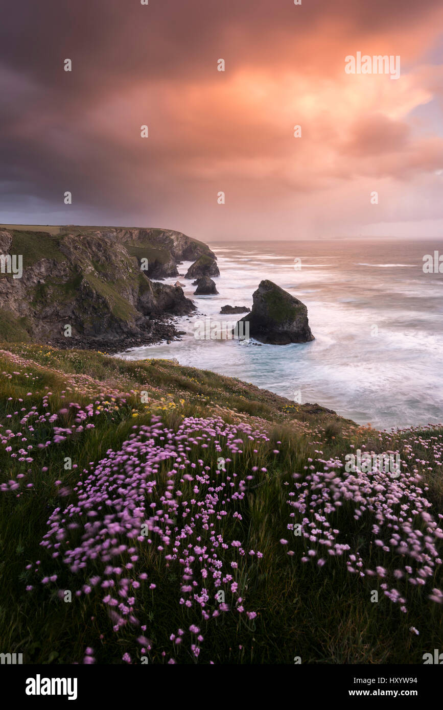Sea thrift (Armeria maritima) at sunset with the Bedruthan Steps, Newquay, Cornwall, UK. May 2015. Stock Photo