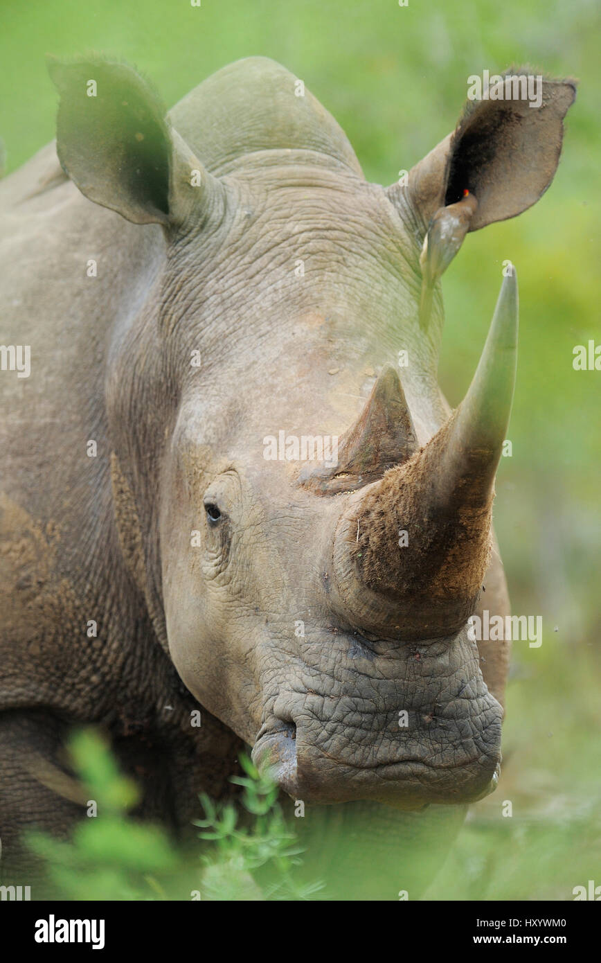 White rhinoceros (Ceratotherium simum) with long horn, iMfolozi National Park, South Africa Stock Photo