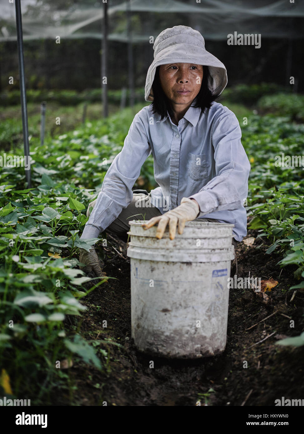 Mapopo Farmers in New Territories, Hong Kong.  Only seven square kilometres of farmland now exist in Hong Kong.  They are fighting government to keep. Stock Photo