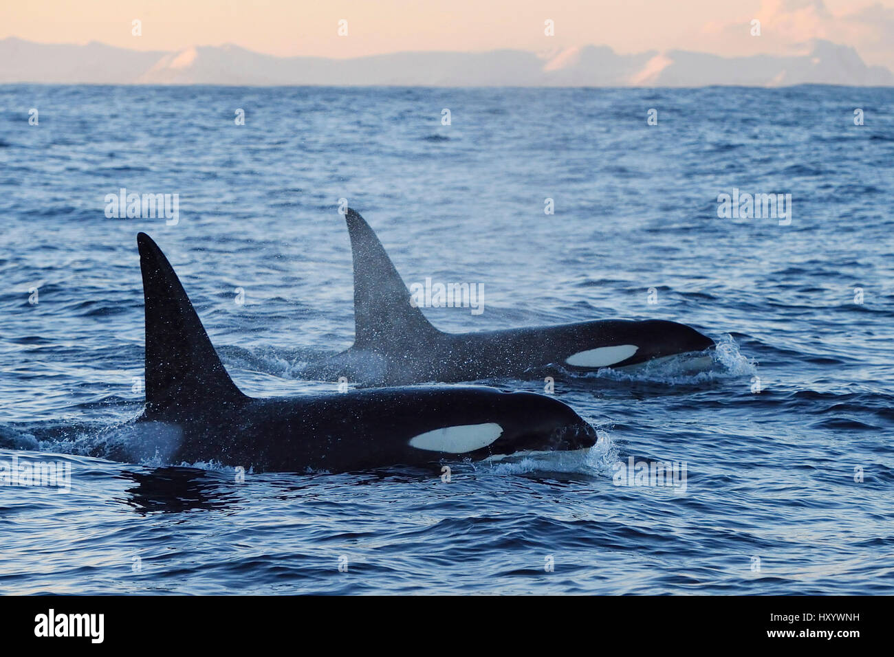 Two Orcas / Killer whales (Orcinus orca) surfacing, Senja, Troms County, Norway, Scandinavia, January. Cetaceans are attracted to this area to feed on large numbers of spawning Herring fish. Stock Photo