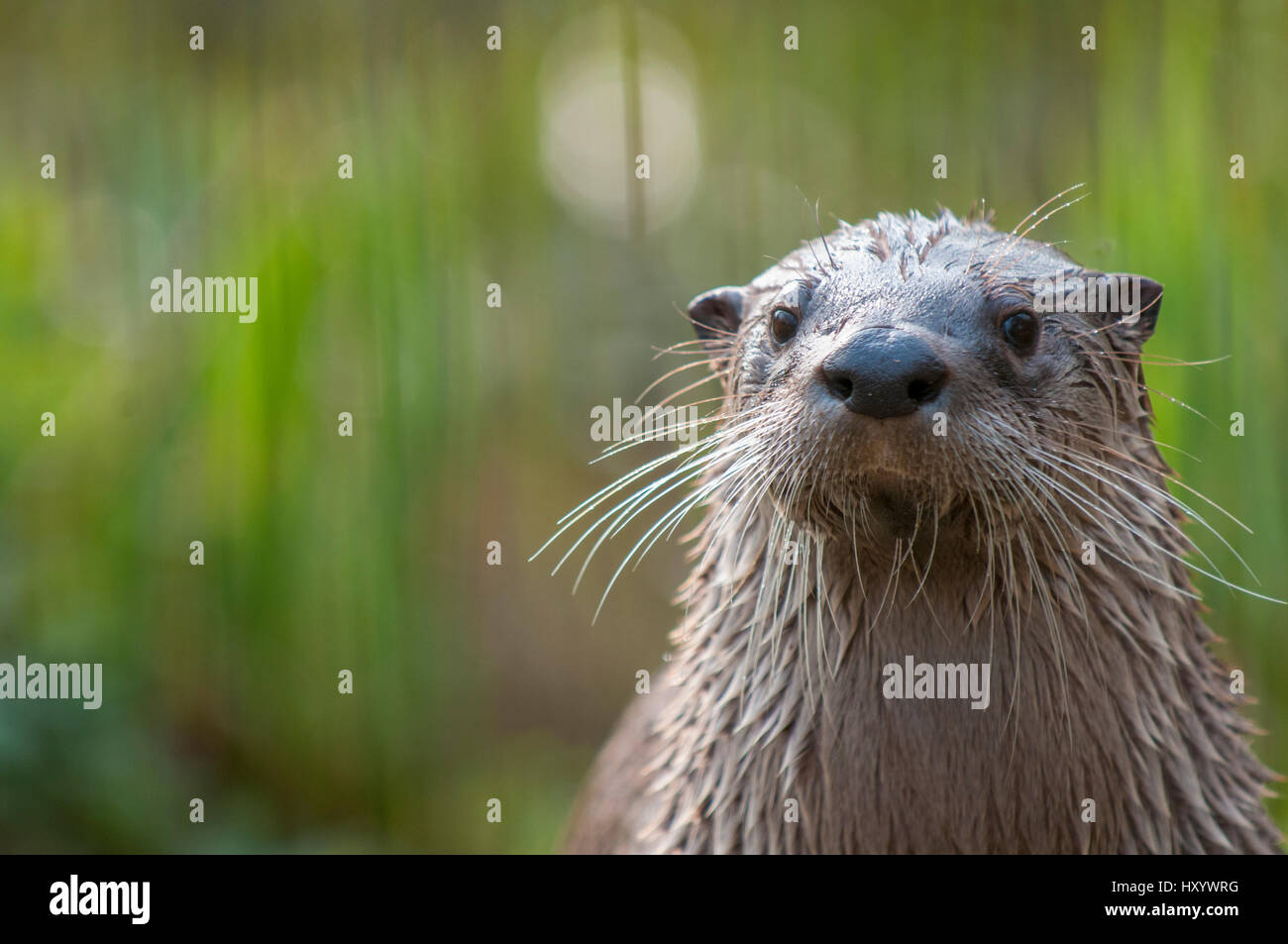 North American river otter (Lutra canadensis)  captive, occurs in North America. Stock Photo
