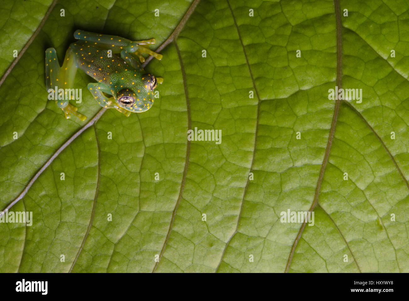 Yellow-flecked Glassfrog (Sachatamia albomaculata). Osa Peninsula, Costa Rica. Stock Photo