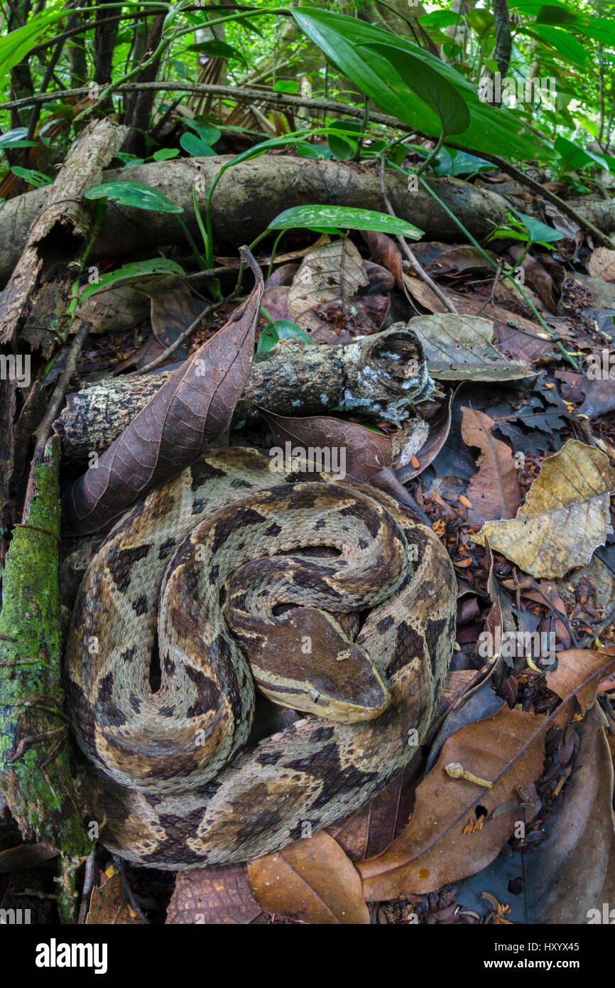 Fer-de-lance (Bothrops asper) camouflaged on rainforest floor. Corcovado National Park, Osa Peninsula, Costa Rica. Stock Photo