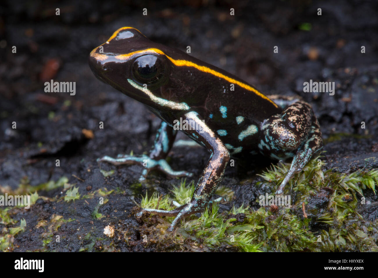 Lovely Poison Frog (Phyllobates lugubris). Central Caribbean foothills, Costa Rica. Stock Photo