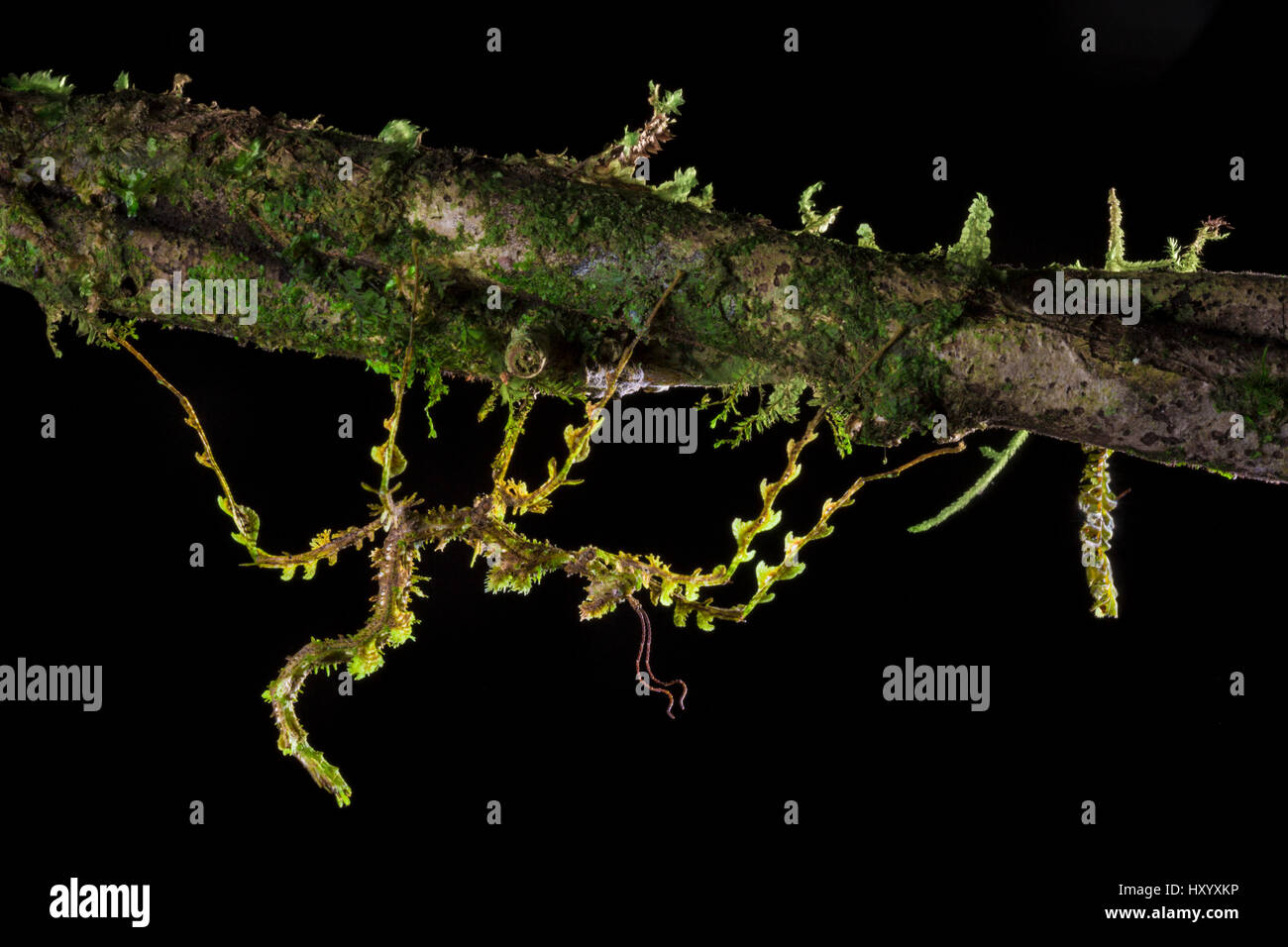 Moss mimic stick insect (Trychopeplus laciniatus) camouflaged on mossy