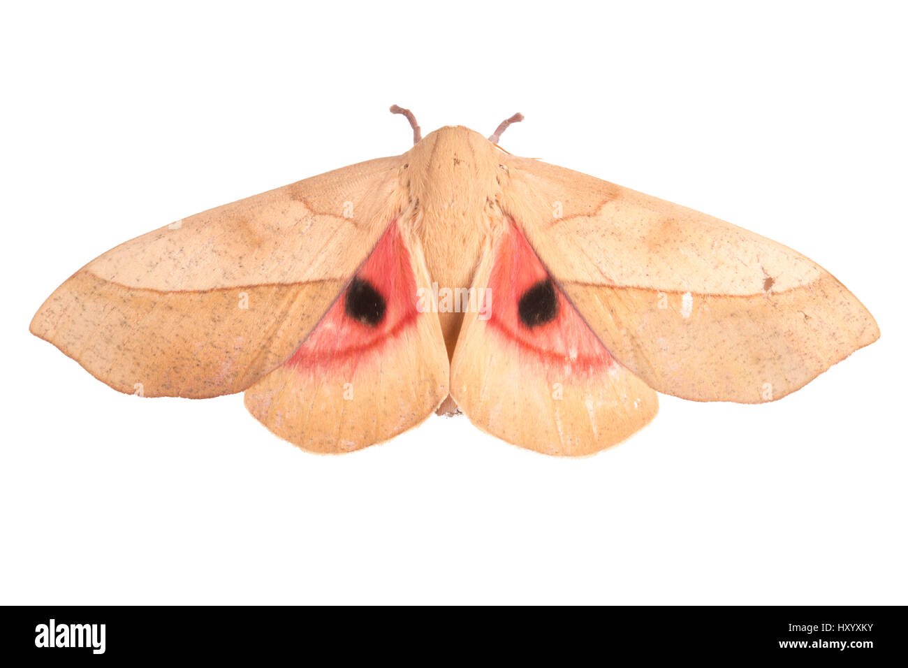 Sequence 2 of 2  Saturniid Moth (Saturniidae) wings open with eyespots, to deter predators. Cordillera de Talamanca range, Costa Rica. Stock Photo