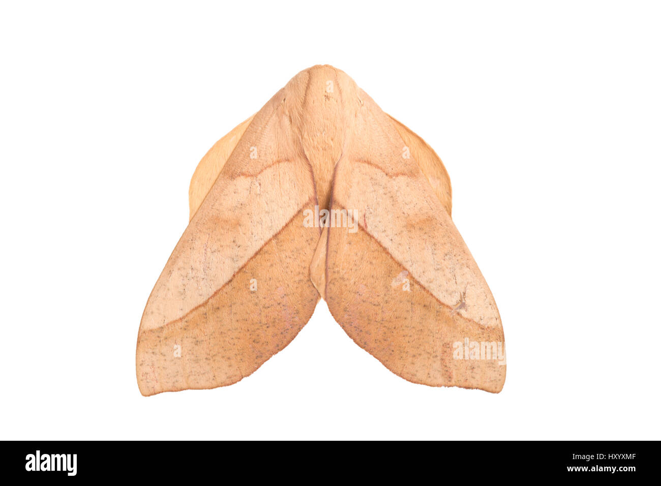 Sequence 1 of 2, Saturniid moth (Saturniidae) on white background with ...