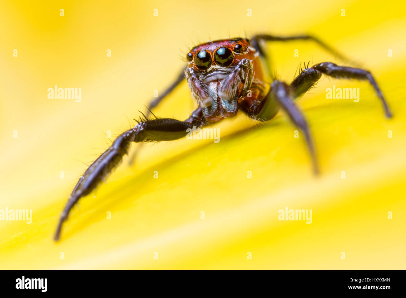 Jumping Spider (Salticidae) hunting among vegetation. San Jose, Costa Rica. Stock Photo
