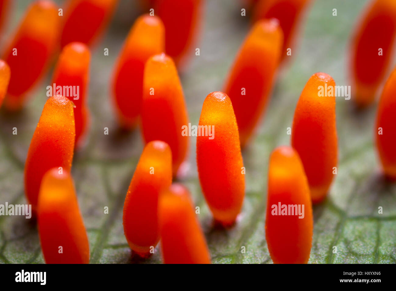 Passionflower passionflowers passiflora flower hires stock photography