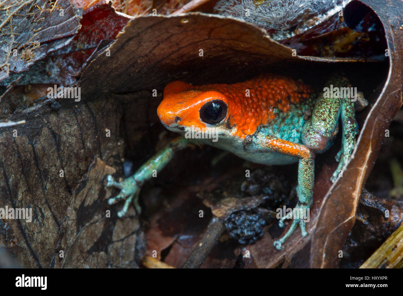 Granular poison frog (Oophaga granulifera). Osa Peninsula, Costa Rica. Vulnerable species. Stock Photo