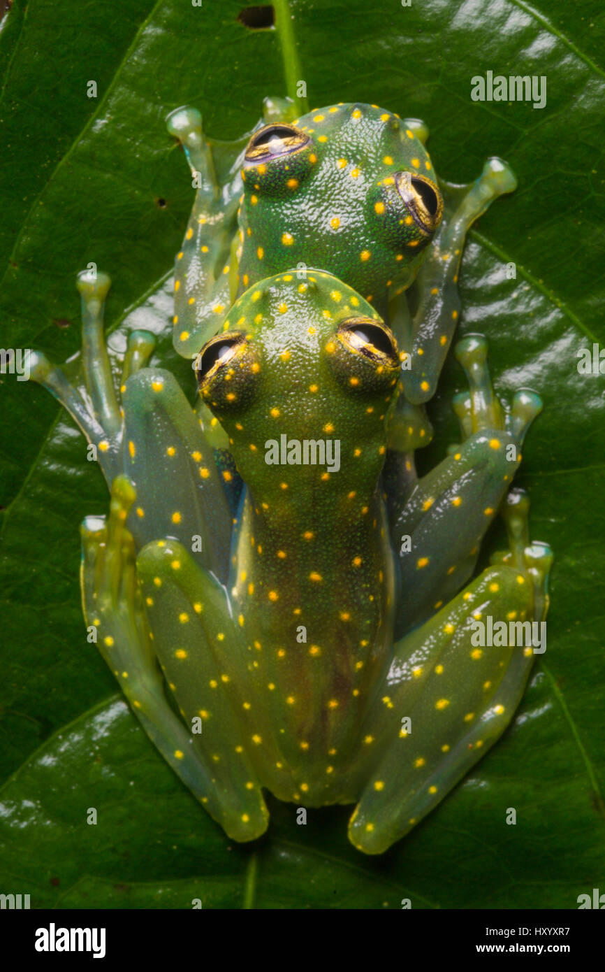 Yellow-flecked Glassfrogs (Sachatamia albomaculata) pair in amplexus. Osa Peninsula, Costa Rica. Stock Photo