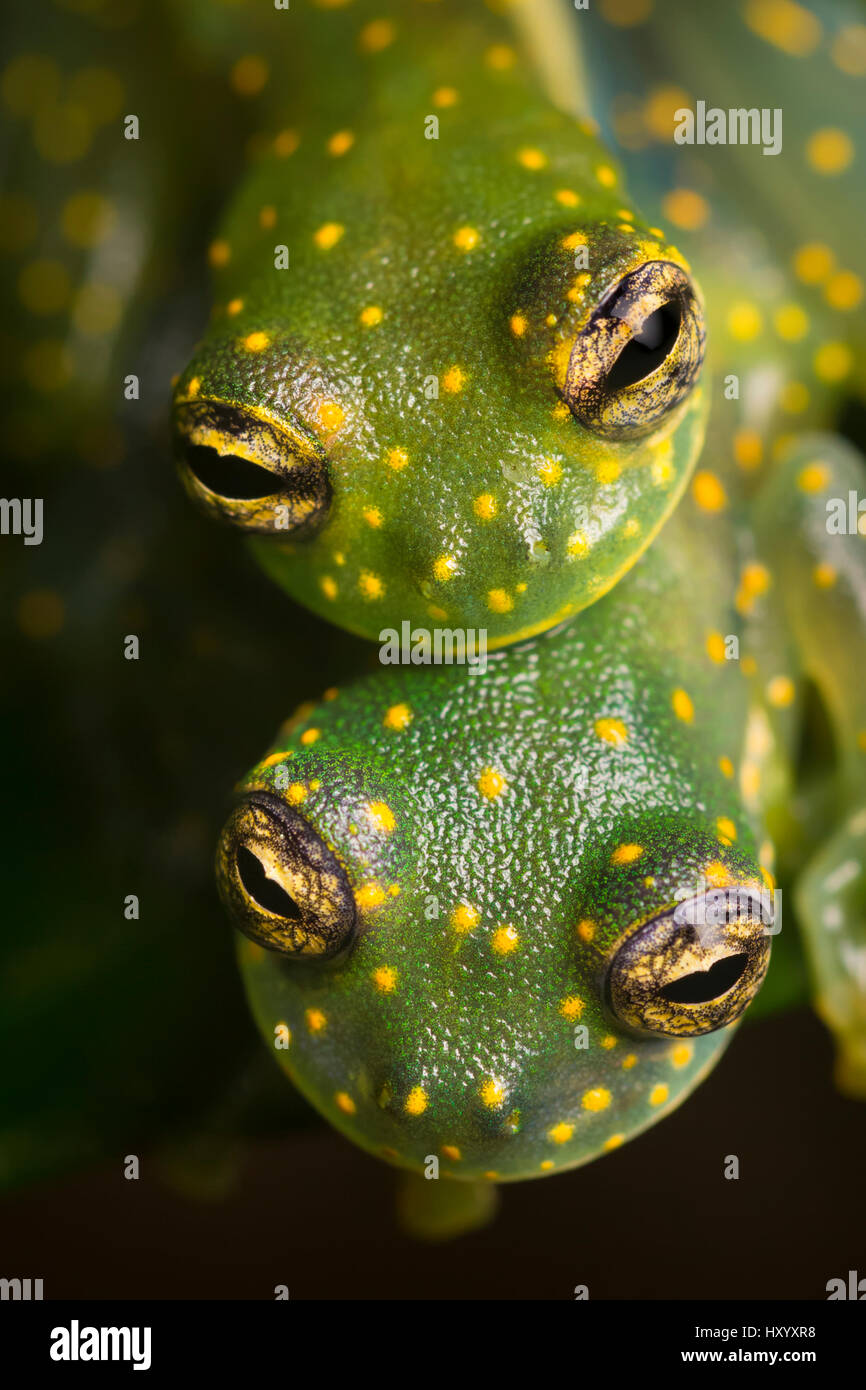 Yellow-flecked Glassfrogs (Sachatamia albomaculata) pair in amplexus. Osa Peninsula, Costa Rica. Stock Photo