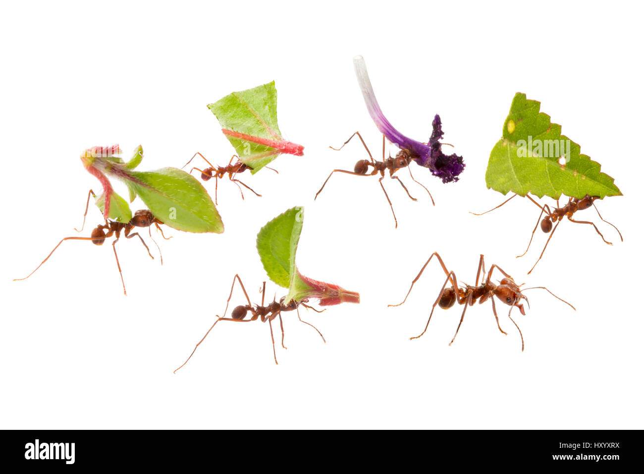 Leaf-cutter Ants (Atta cephalotes) carrying harvested leaf to their nest. Osa Peninsula, Costa Rica. Composite image. Stock Photo