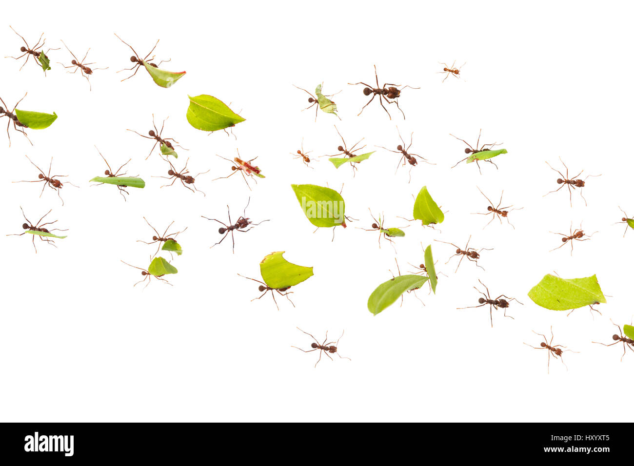Leaf-cutter Ants (Atta cephalotes) carrying harvested leaf that to their nest. Osa Peninsula, Costa Rica.Composite image. Stock Photo