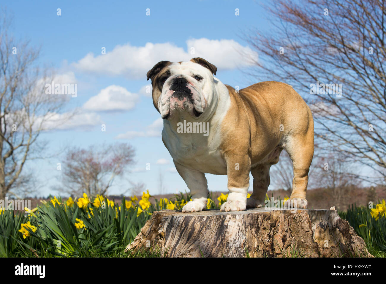 Portrait of domestic English bulldog in daffodils. Waterford, Connecticut, USA. April. Stock Photo