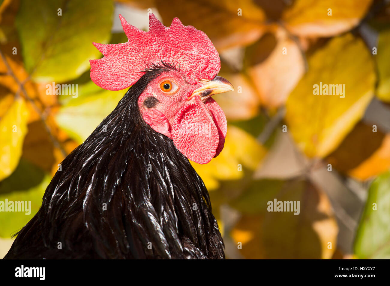 Head portrait of domestic Rhode island red rooster. Old Lyme