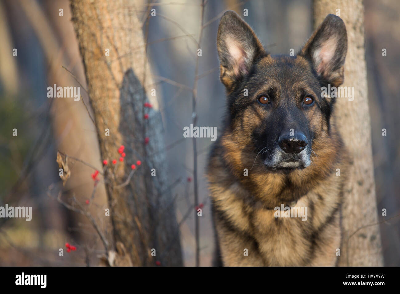 Head Portrait of domestic German shepherd dog in woods. Tolland, Connecticut, USA. December. Stock Photo