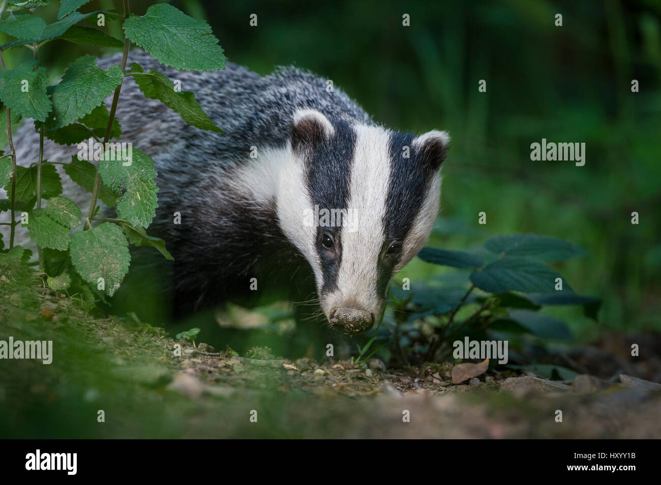 European badger (Meles meles) foraging in deciduous woodland., Mid Devon, UK. June. Stock Photo
