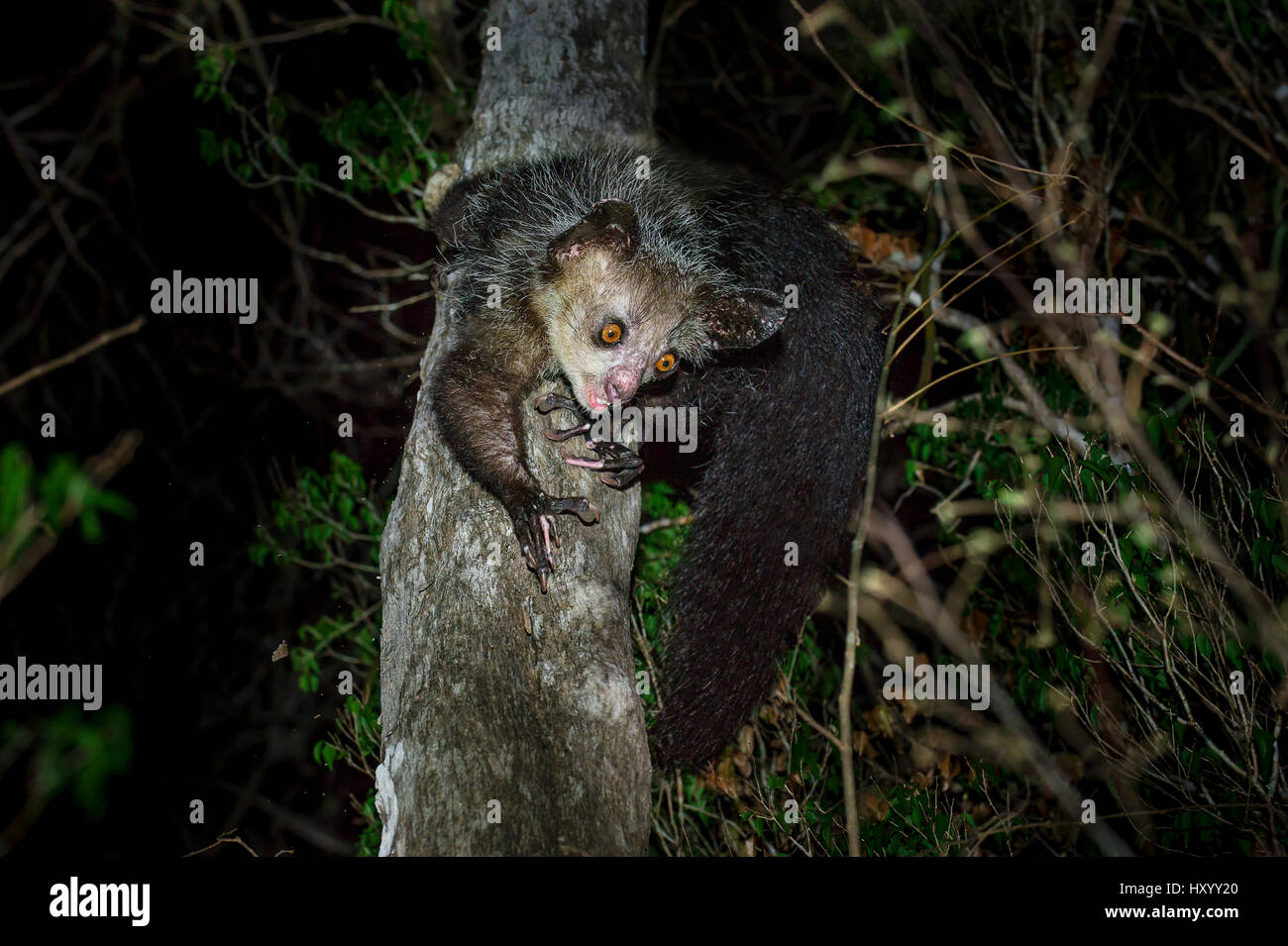 Aye-aye (Daubentonia madagascariensis) female foraging in the middle canopy / understorey of dry deciduous forest at night. Northern Madagascar. Endemic. Endangered. Stock Photo