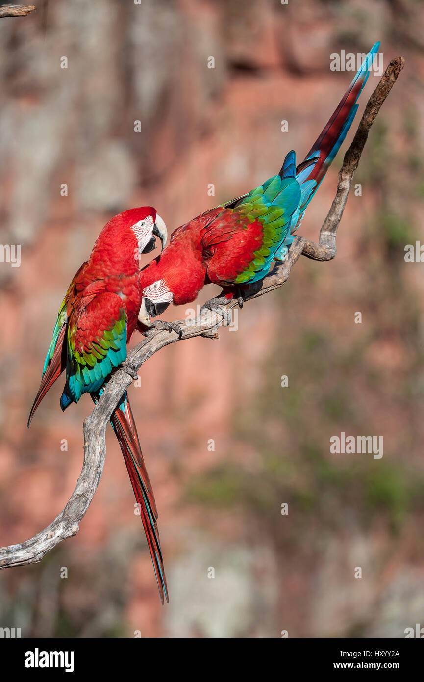 Pair of Red-and-green macaws  (Ara chloropterus) preening. Buraco das Araras (Sinkhole of the Macaws), Jardim, Mato Grosso do Sul, Brazil. September. Stock Photo