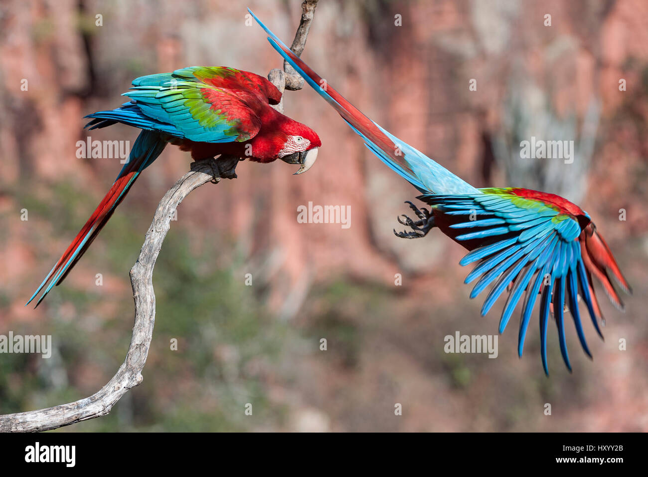 Red-and-green macaws  (Ara chloropterus) two with one taking off, Buraco das Araras (Sinkhole of the Macaws), Jardim, Mato Grosso do Sul, Brazil. September. Stock Photo