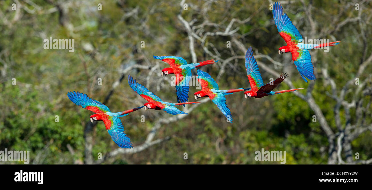 Red-and-Green Macaws or Green-winged Macaws (Ara chloropterus) in flight over forest canopy. Buraco das Araras (Sinkhole of the Macaws), Jardim, Mato Grosso do Sul, Brazil. September. Stock Photo